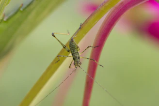 A small green insect, resembling a cricket or grasshopper, is perched on the stem of a vibrant plant. The background includes blurred green and pink hues, suggesting a natural outdoor setting.