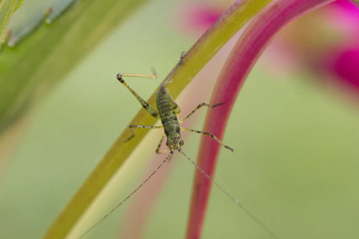 A small green insect, resembling a cricket or grasshopper, is perched on the stem of a vibrant plant. The background includes blurred green and pink hues, suggesting a natural outdoor setting.