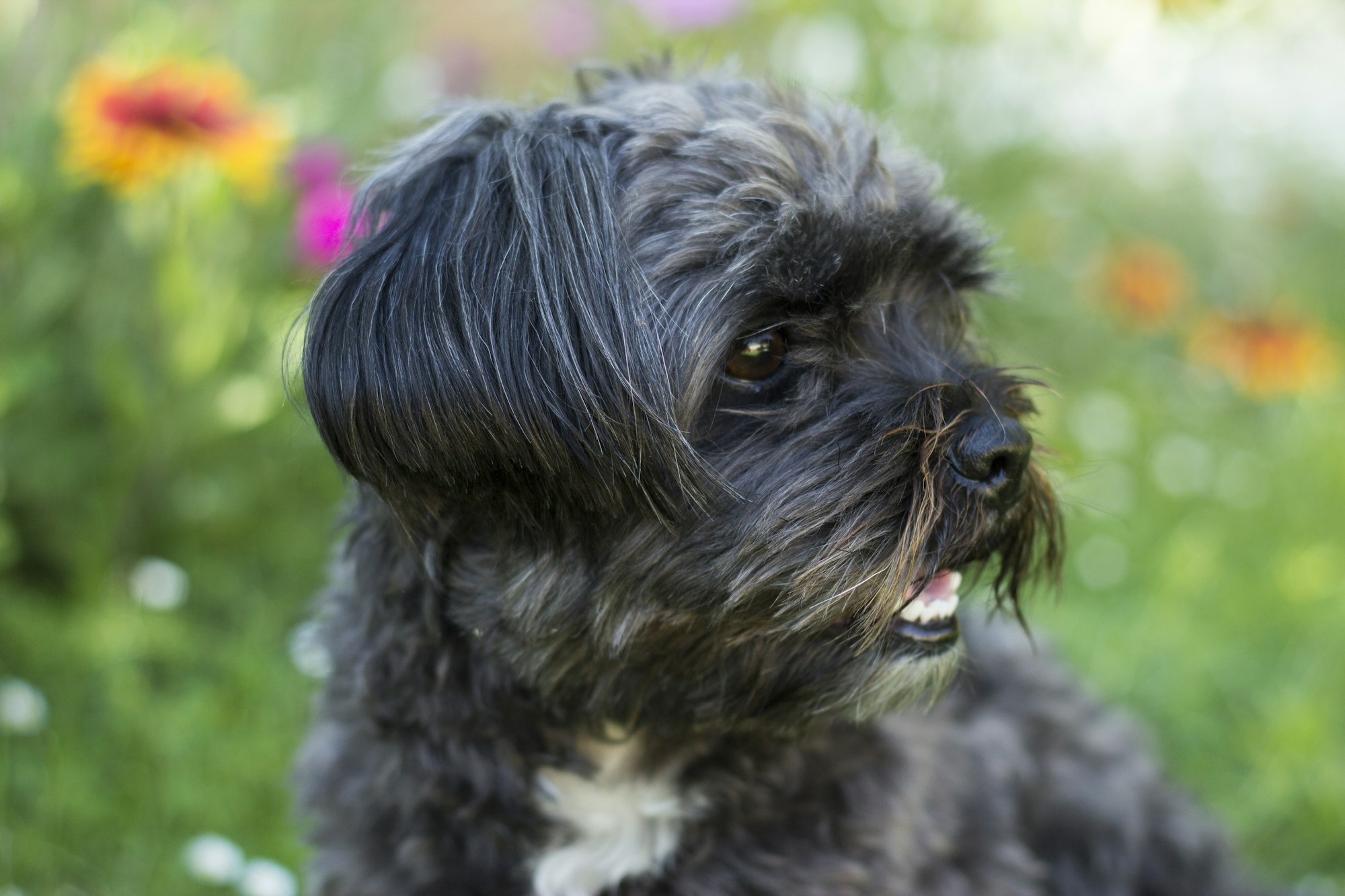 Shih Tzu and Haircuts