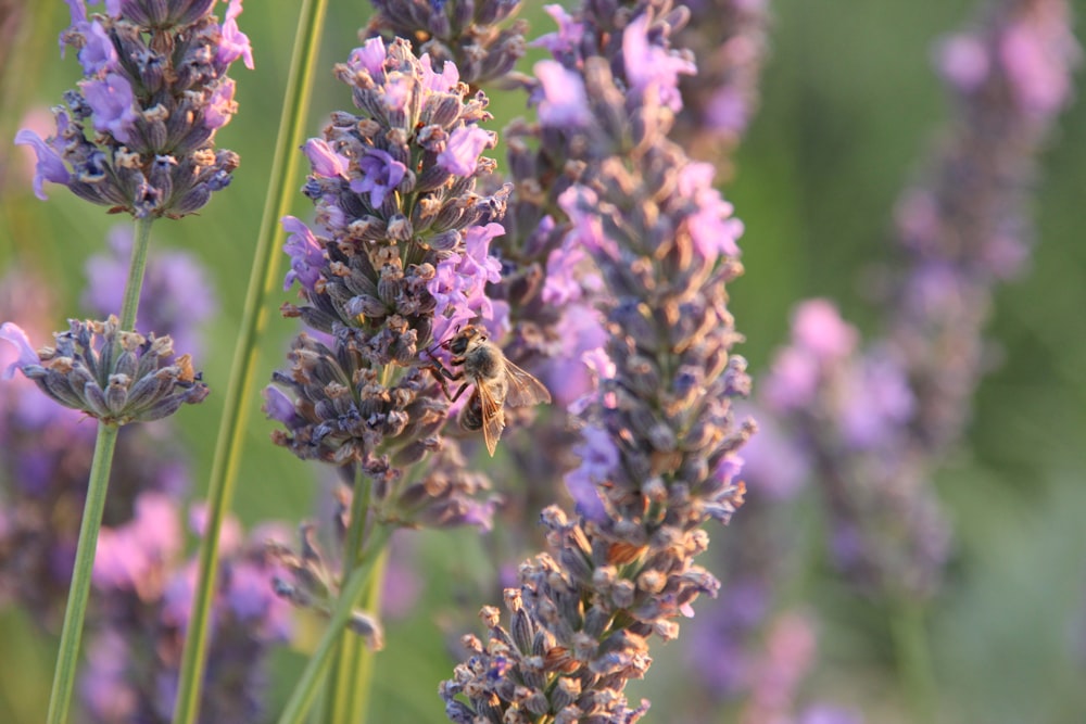 closeup photo of lavender