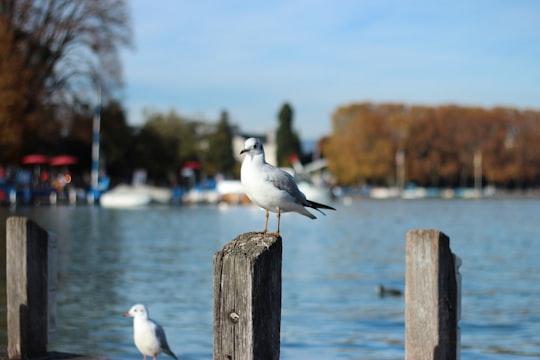 focus photo of white seagull in Lake Annecy France
