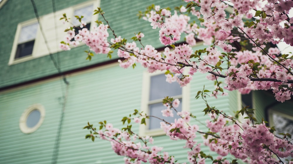 macro shot photography of pink flowers near window