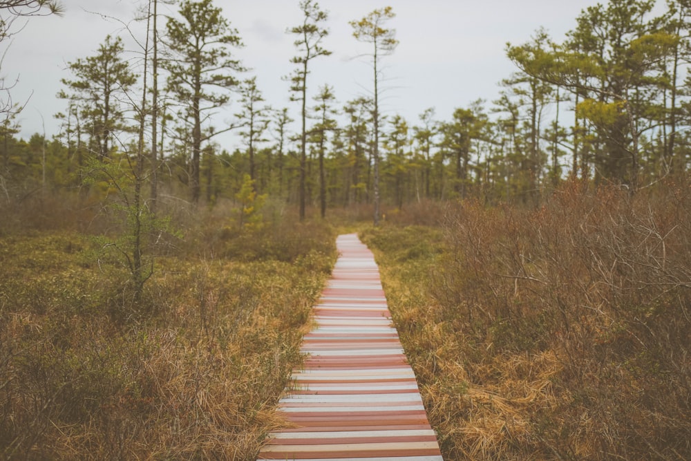 brown pathway surrounded by grasses