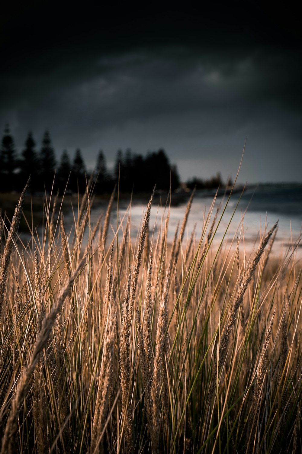 macro photo of grass field