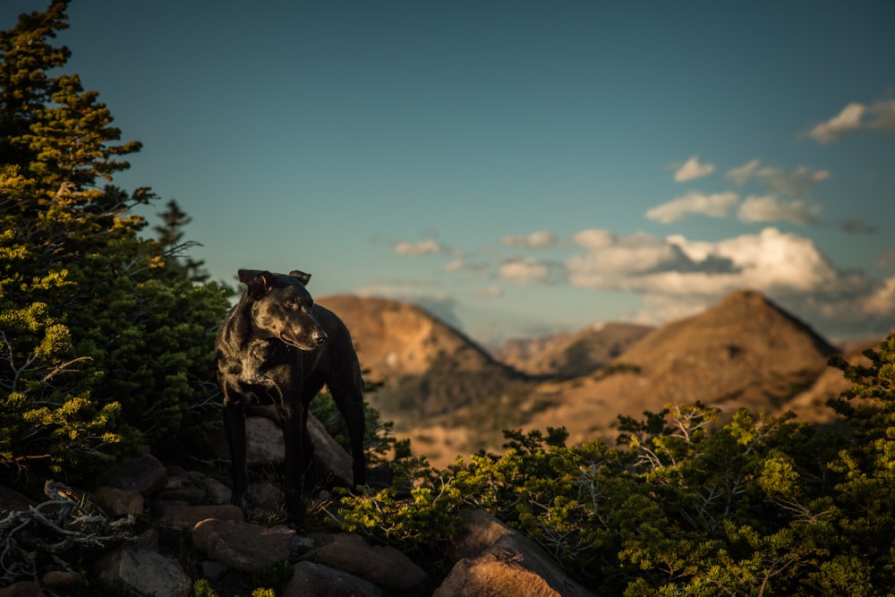 black dog standing on rocks surrounded with leaves