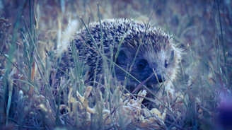 A gentle hedgehog nestled in soft green grass under dappled sunlight.