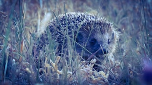 A cozy hedgehog shelter nestled among garden plants, featuring a discreet solar camera.