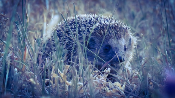 A cozy hedgehog shelter nestled among garden plants, featuring a discreet solar camera.