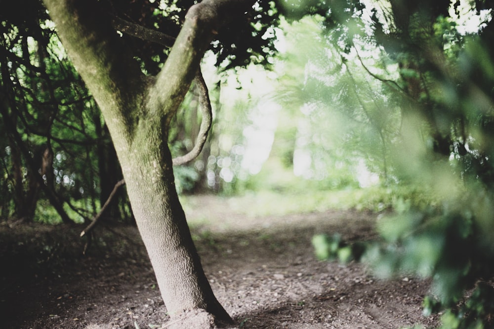 tree surrounded with plants