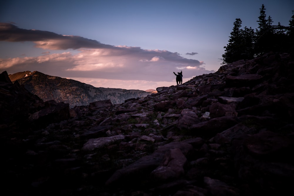 dog standing on cliff