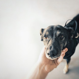 A person's hand gently cradles the face of a black and brown dog, giving it a calm and reassuring expression. The background is soft and blurred, drawing focus to the dog's expressive eyes and the gentle interaction.
