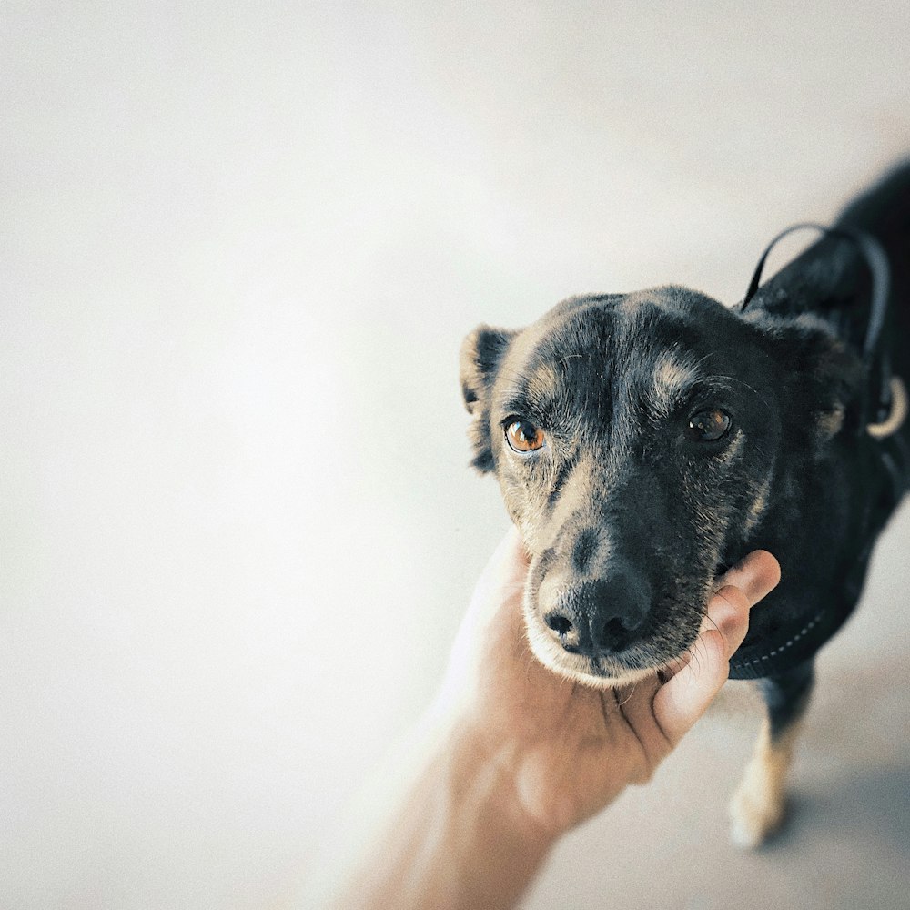 person holding short-coated black dog