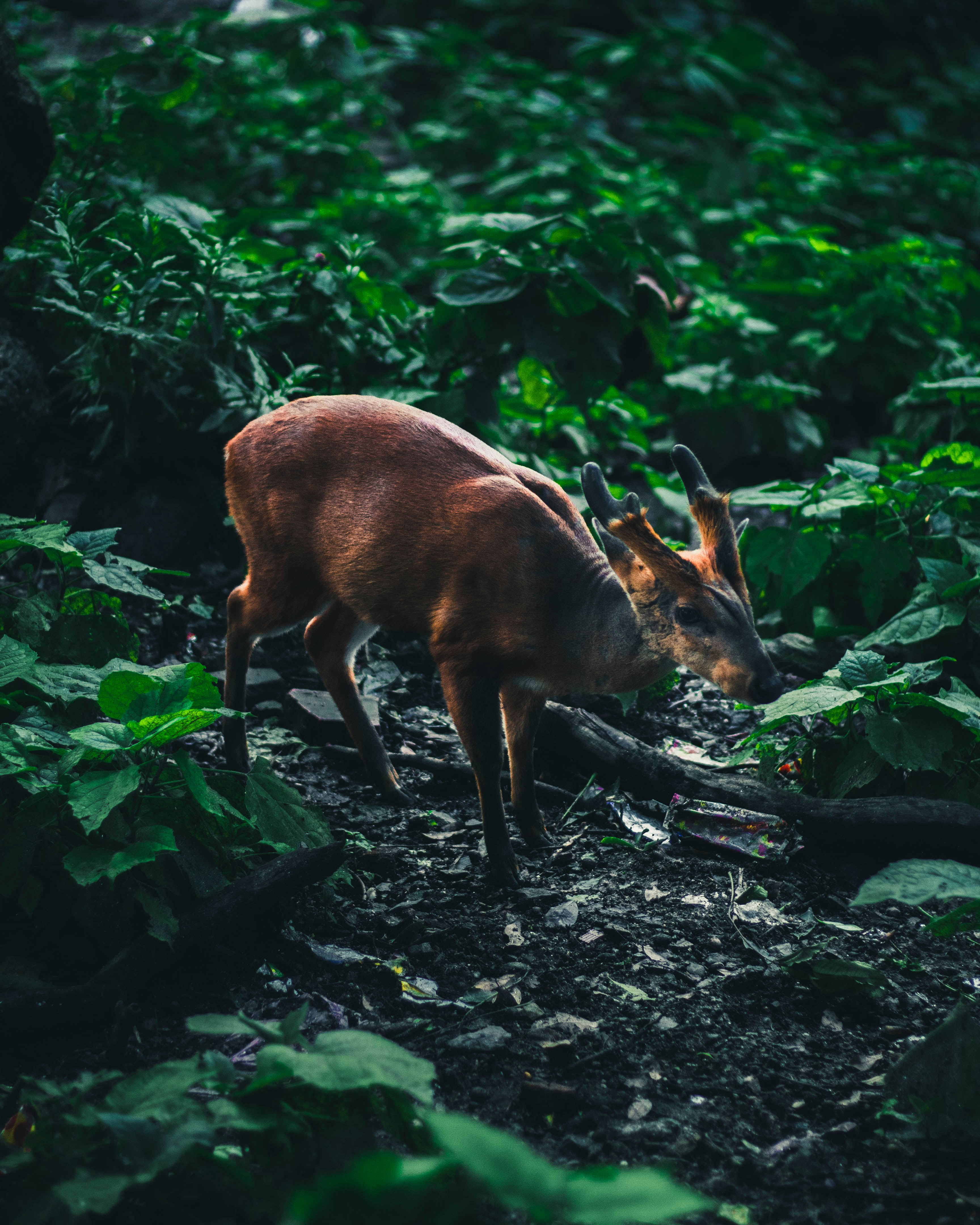 cerf brun entouré d’une plante à feuilles vertes