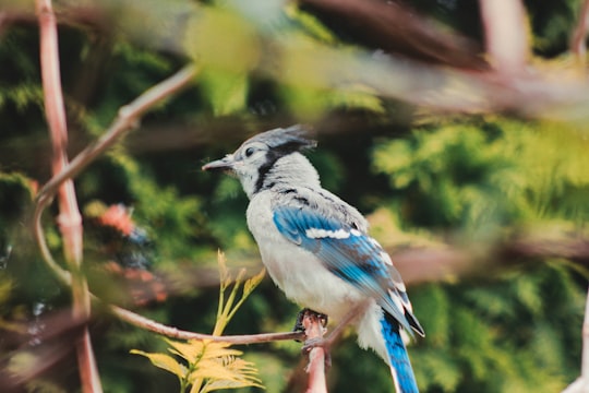 blue and white bird in Cobourg Canada