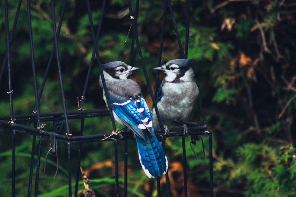 two gray-and-blue birds on cage