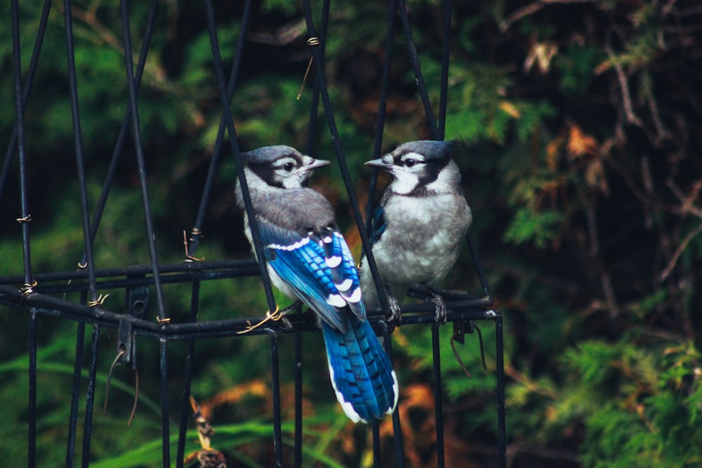 Dos pájaros grises y azules en jaula