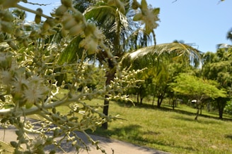 A close-up of healthy ornamental trees and shrubs sold by cv. wiki cipta berkah.