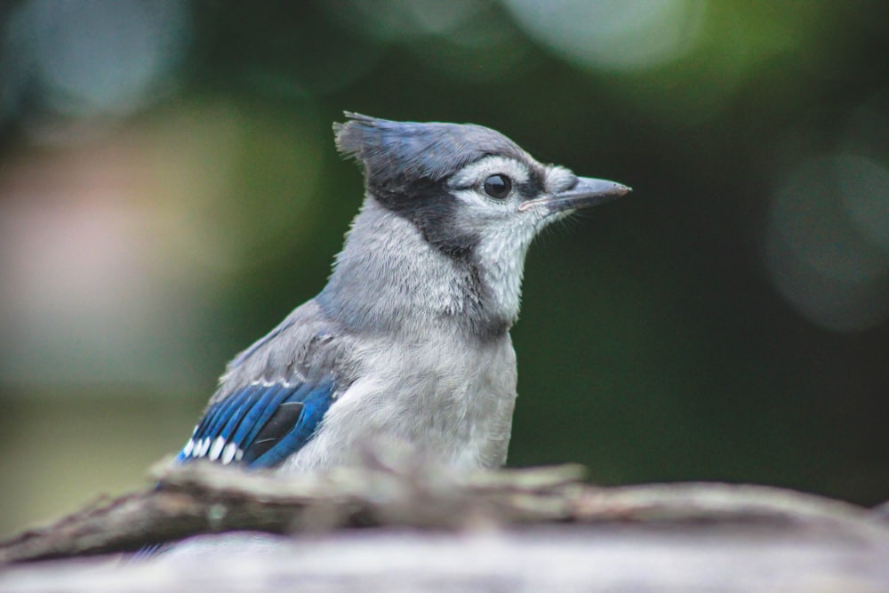 bird during day