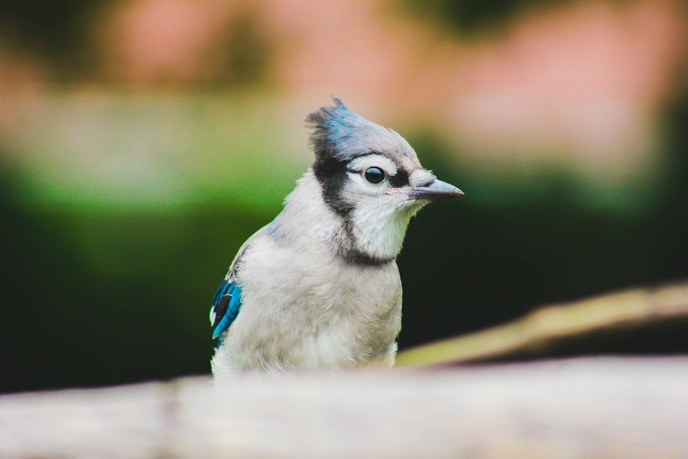 white and blue Blue Jay bird
