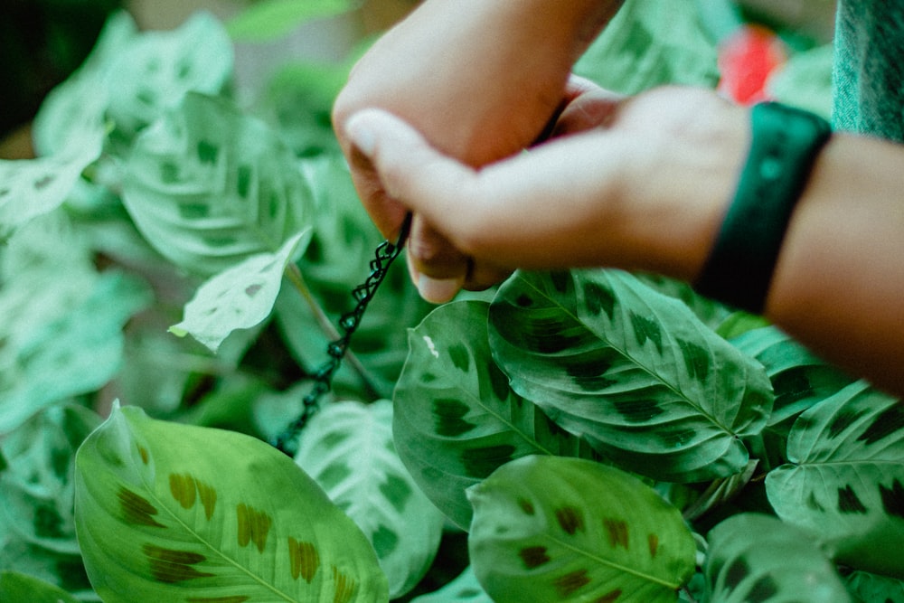 person holding black rope near green leaf plant