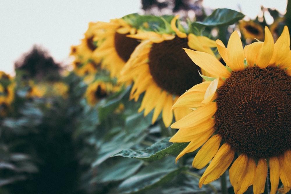 selective focus of sunflower