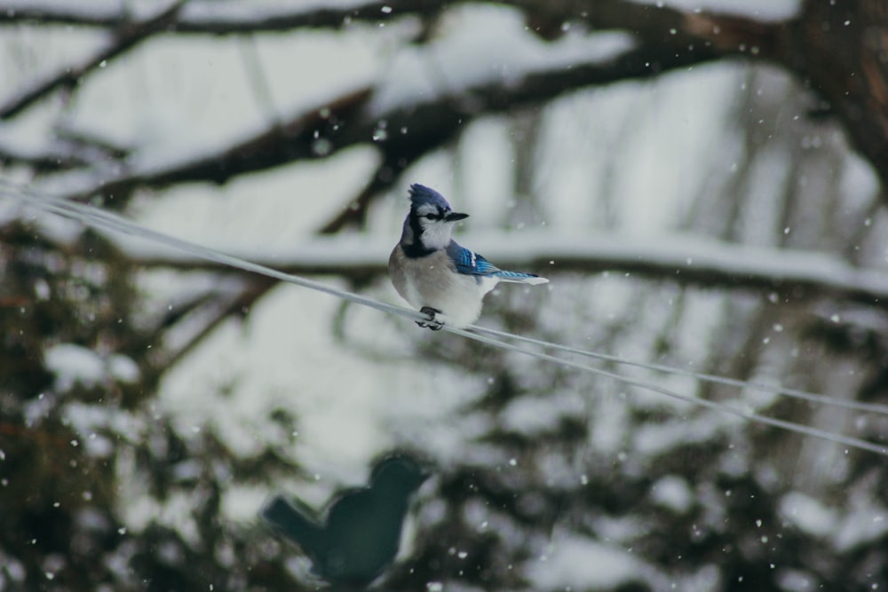 Pájaro blanco y azul en cable blanco