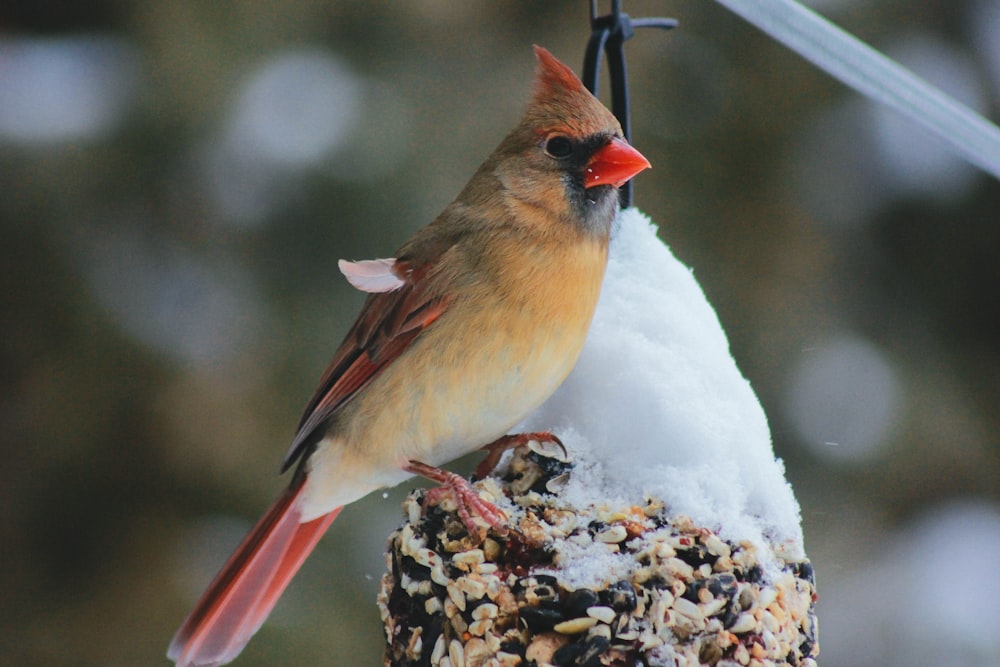 orange and red bird on hanging decor