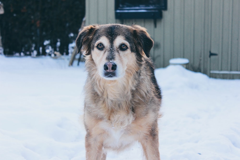 long-coated brown dog on snow