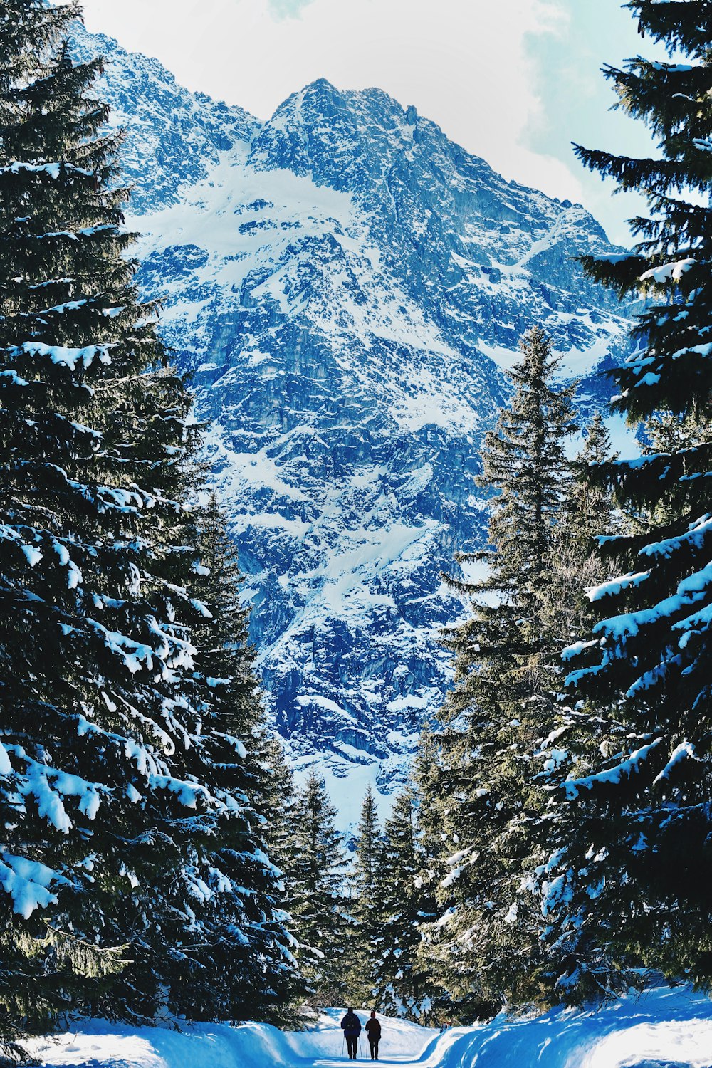 two person walking between pine trees during daytime