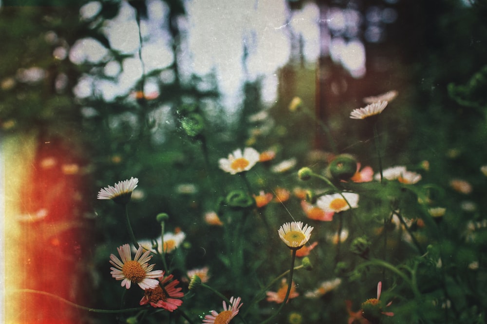 Fotografía de enfoque de flores variadas