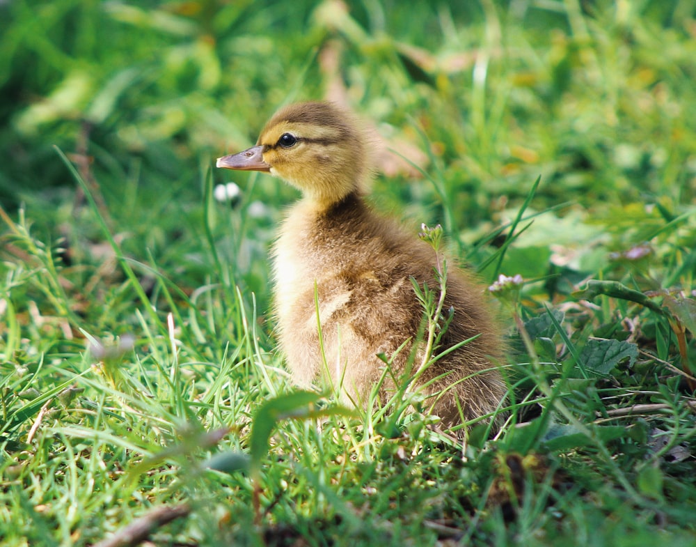 black and yellow duckling standing on green grass field at daytime