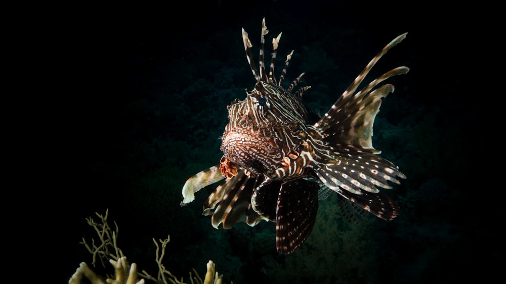 selective focus photography of brown lion fish