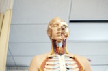 human anatomy figure below white wooden ceiling