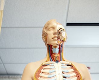 human anatomy figure below white wooden ceiling