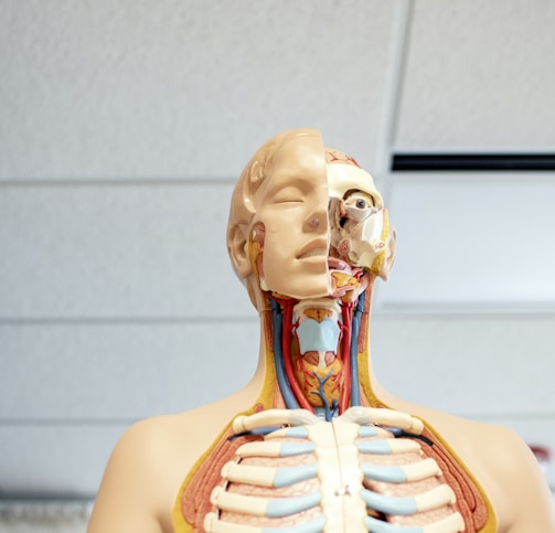 human anatomy figure below white wooden ceiling