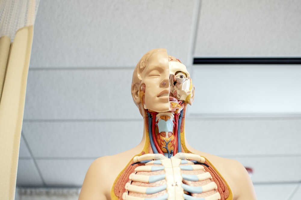 human anatomy figure below white wooden ceiling