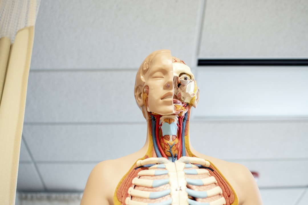 human anatomy figure below white wooden ceiling,
