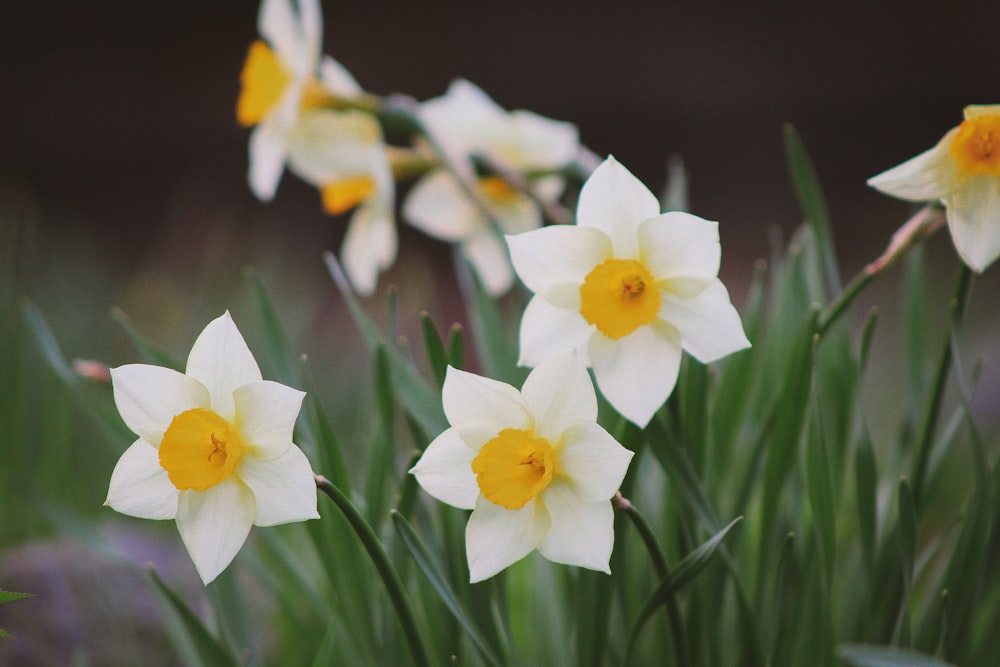 white and orange petaled flower plant