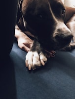 A dark-colored dog is lying on a dark blue surface, with its paw resting gently on a human hand with dark nail polish. The scene exudes a calm and tender moment between the animal and the person.