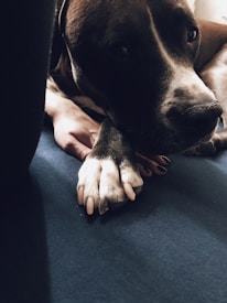 A dark-colored dog is lying on a dark blue surface, with its paw resting gently on a human hand with dark nail polish. The scene exudes a calm and tender moment between the animal and the person.
