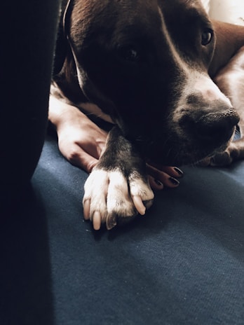 A dark-colored dog is lying on a dark blue surface, with its paw resting gently on a human hand with dark nail polish. The scene exudes a calm and tender moment between the animal and the person.
