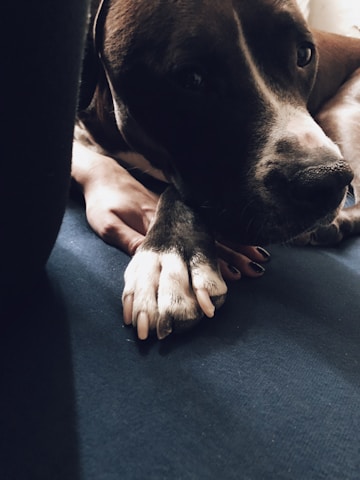 A dark-colored dog is lying on a dark blue surface, with its paw resting gently on a human hand with dark nail polish. The scene exudes a calm and tender moment between the animal and the person.