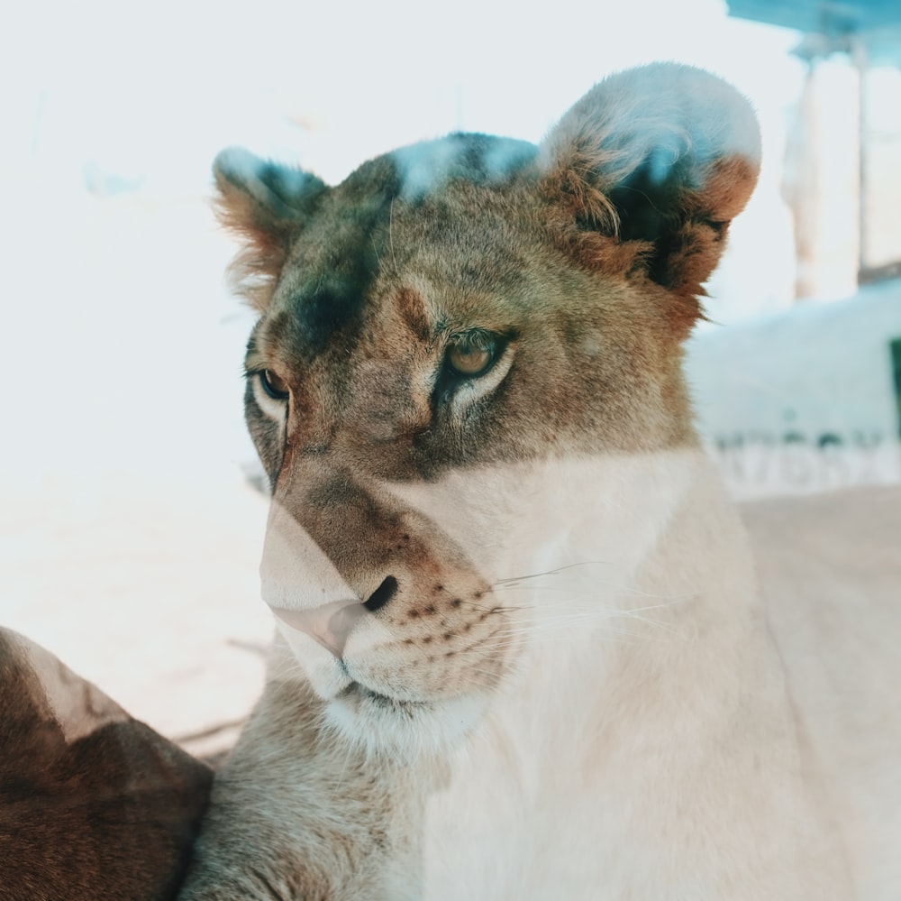 brown and white tiger