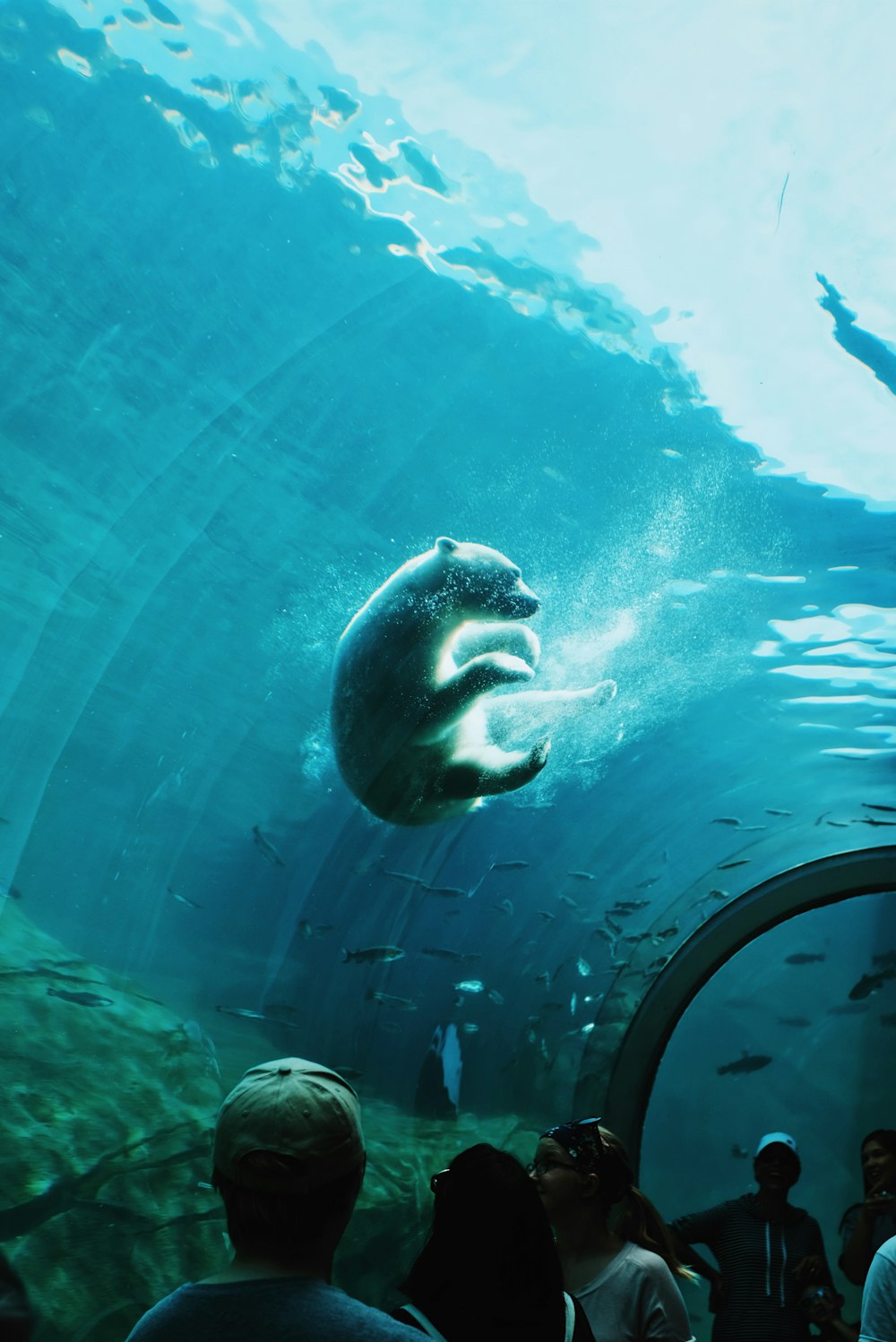 Urso polar nadando sob a água em um parque oceânico