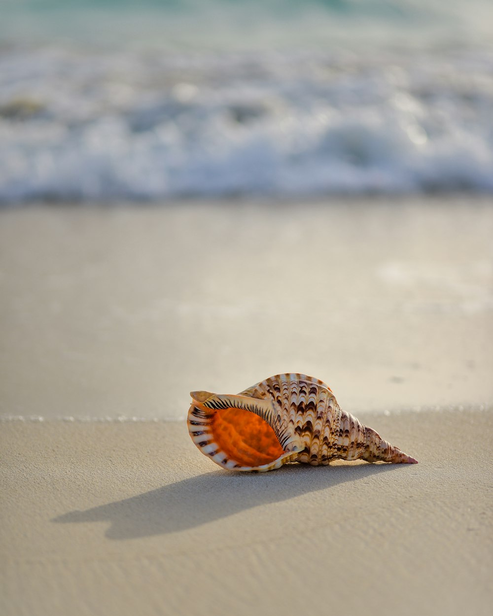 caracol marrón y blanco en la orilla del mar