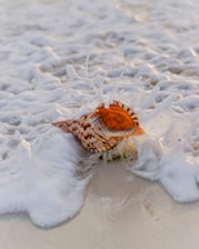 brown and black seashell