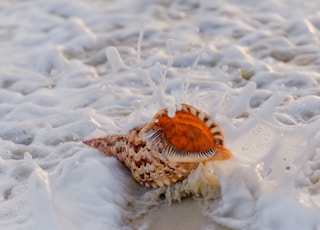 brown and black seashell