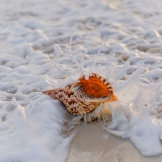 brown and black seashell