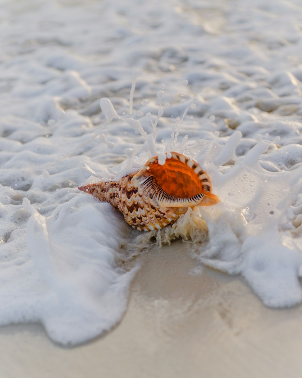 brown and black seashell