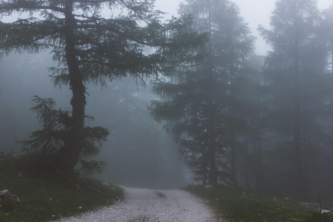 Natural landscape photo spot Å½iÄ�nice Vogel Bohinj Bukovje